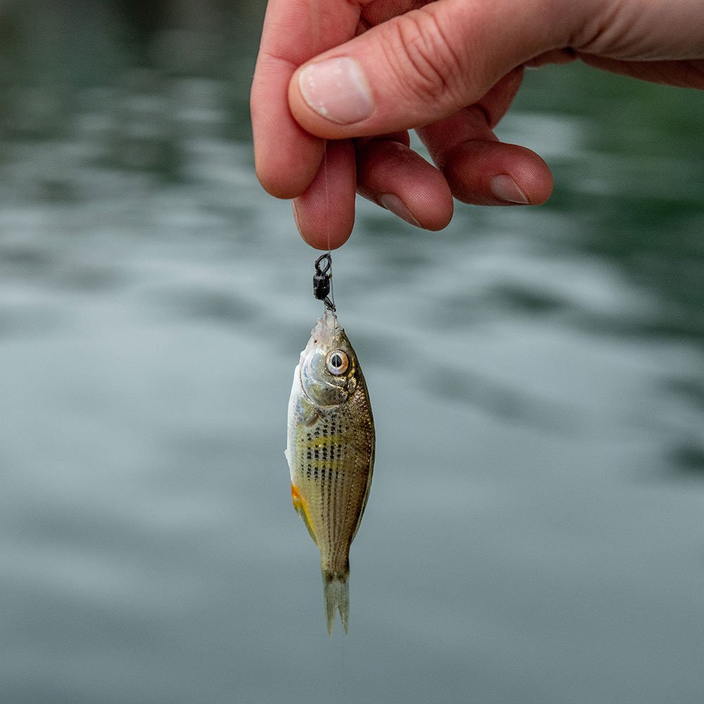 Gander Mountain fishing equipment rods reels and tackle for freshwater and saltwater fishing